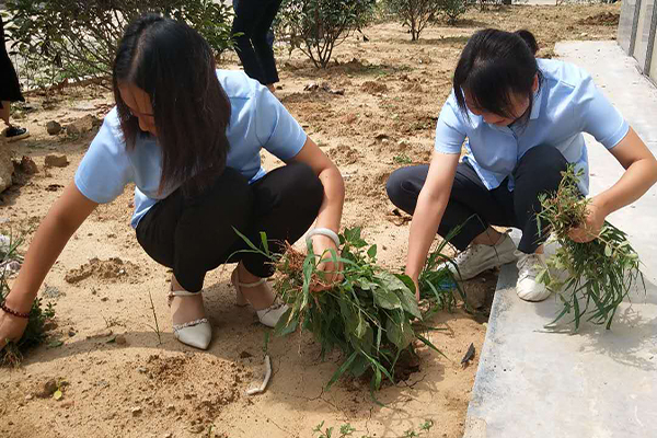 志愿拔草